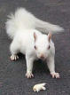 more hoopla over albino squirrels